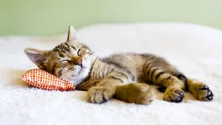 Как приучить котенка спать ночью а не играть, а не днем, на своем месте