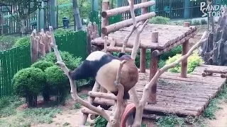 🤣🤣FUNNY PANDA🐼 VIDEO