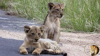 Cubs Of Casper The White Lion Calling - And ROARING - For Mother