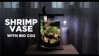 EASY Shrimp Vase with bio CO2 - Step by Step Aquascape TUTORIAL