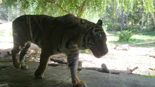 tigers at the San Diego Zoo Safari Park