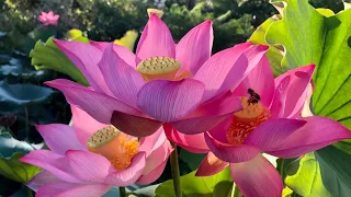 Lotus Flower Blooming  Time Lapse/ Pink Single