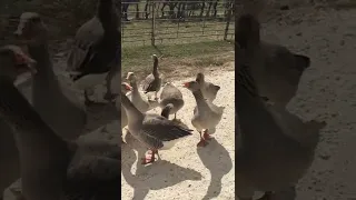A bunch of honking Geese