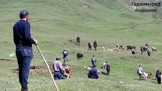 №600.Перегон КРС на летные пастбища.9.05.2024