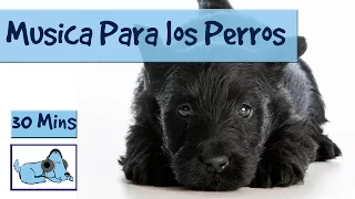 Musica para relajar a tu perro estresado, Musicoterapia para perros