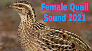 Female Quail Sound 2021 Part89 // Maadi Batair ki Awaz2021 // Hunter Hunt