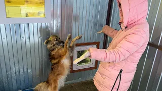 It's good that they didn't offer to shoot us. Blockbuster "The Chanterelle returned to the shelter"