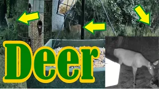 Deer Feeding behind the SC Wildlife Live TV Bird Feeder Cam Wild Critter Watching #asmr #deer #doe