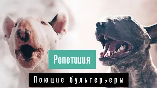 Поющие бультерьеры. Репетиция