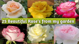 25 Beautiful Rose varieties with name /I'd #flowers #rose #htrose