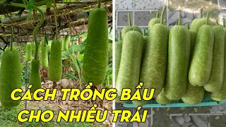 How To Grow Bottle Gourd From Seeds To Harvest | Phan Đức #127