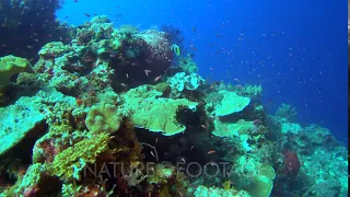 Diving footage of pristine coral reef with a field of various hard and soft coral with clouds of ...