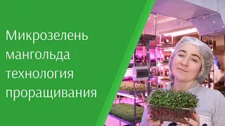 Как прорастить #микрозелень мангольда? Технология проращивания мангольда. Секреты и особенности.