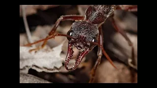 les creatures les plus toxiques au monde documentaire