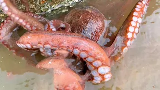 Octopus King & поймать огромного осьминога в море и сделать большое гнездо сразу!