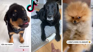 Funny Dogs Compilation! 😂 Try Not to Laugh! 😂