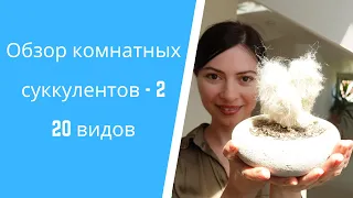 🌵Как разместить 40 суккулентов на 3х метровом подоконнике - 2. Советы по уходу.