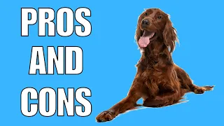 Irish "RED" Setter Pros And Cons | Should You REALLY Get An IRISH RED SETTER?