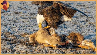 15 Adler Präsentieren Ihre Jagdfähigkeiten