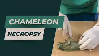 Veterinarian performs necropsy on female Jackson’s chameleon with follicles