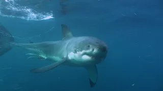 FULL HD - A Sanctuary of Life, Neptune Islands - Great White Shark Documentary