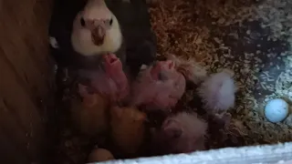 Daddy Cockatiel feeding  his babies