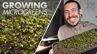 How to Grow your own Food | Microgreens step by step