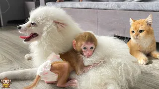 Baby monkey Yumy plays with hers friend so happily