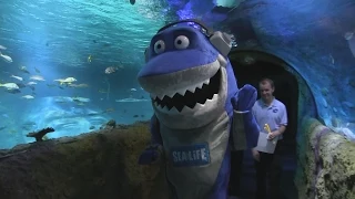 Inside Sea Life Aquarium Orlando at I-Drive 360