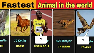 Comparisions : Slowest To Fastest Animal Speed  | Usain Bolt vs Cheetah