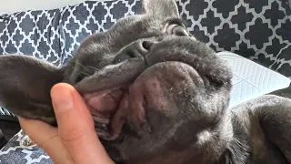 Funny frenchie performance 😂#frenchie #dog #doglover #puppy #frenchbulldog #cute #funny #funnydogs