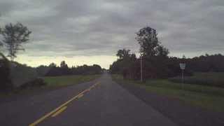 turkey vultures