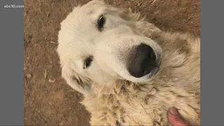Hero dog who protected goats during Tubbs Fire dies, rescue gives owners the gift of a lifetime