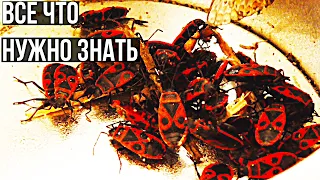 КЛОПЫ СОЛДАТИКИ, ПОЖАРНИКИ И НА СКОЛЬКО ОНИ ВРЕДНЫ? / Кормовые насекомые