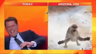 News Anchor Laughs at Cat for 23 Seconds