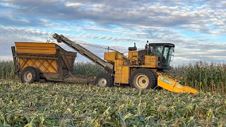 Picking Organic Sweet Corn - Oxbo