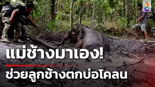 ลูกช้างตกบ่อโคลน 2 วัน ล่าสุดหายตัวไป คาดแม่ช้างมาช่วย | 6 พ.ค. 67 | คุยข่าวเช้าช่อง8