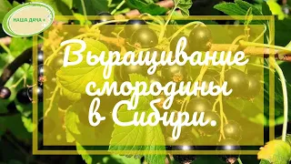 Особенности выращивания смородины в Сибири. Посадка, размножение, обрезка. Зеленская Анна