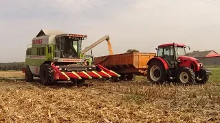 Zbiór kukurydzy SY Talisman na ziarno, Claas Dominator 98SL Maxi