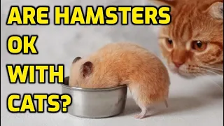 Can Cats And Hamsters Live Together?