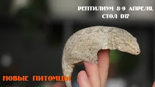 Новые питомцы. Участие в Рептилиуме