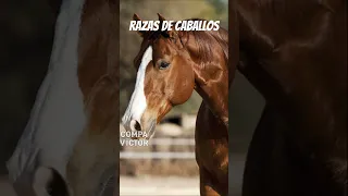 10 RAZAS DE CABALLOS #caballos