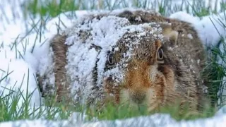 TAVŞAN AVI SHOTKAM SERİ VURUŞLAR. Rabbit hunting, صيد الارنب, охота на кроликов