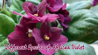 African Violets Plant - house plants, #shorts #nature #africanviolets