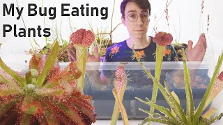 My Entire Carnivorous Plant Collection ( Sundew, Sarracenia, and Fly Traps )