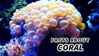 Coral Facts: PLANT or ANIMAL? 🤿 Animal Fact Files