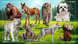 Baby farm animal moments: Orangutan, Donkey, Lynx, Dog, Tiger, Koala, Wolf, Red Panda - Animal Video