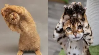 CATS you will remember and LAUGH all day! -World's funniest cat videos#2020