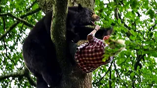 La escena del árbol | Crazy Bear | Clip en Español
