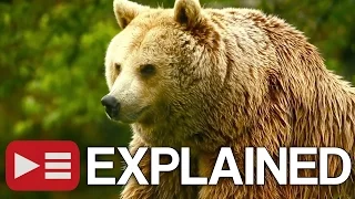 Unedited Footage of a Bear: EXPLAINED